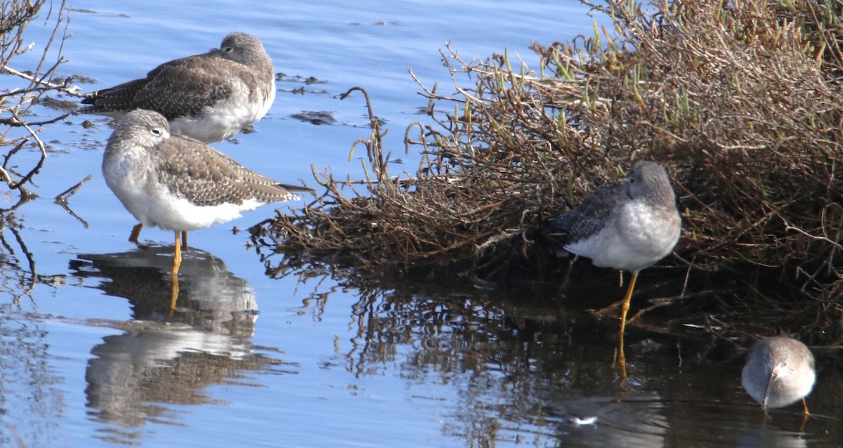 Greater Yellowlegs - ML642442487