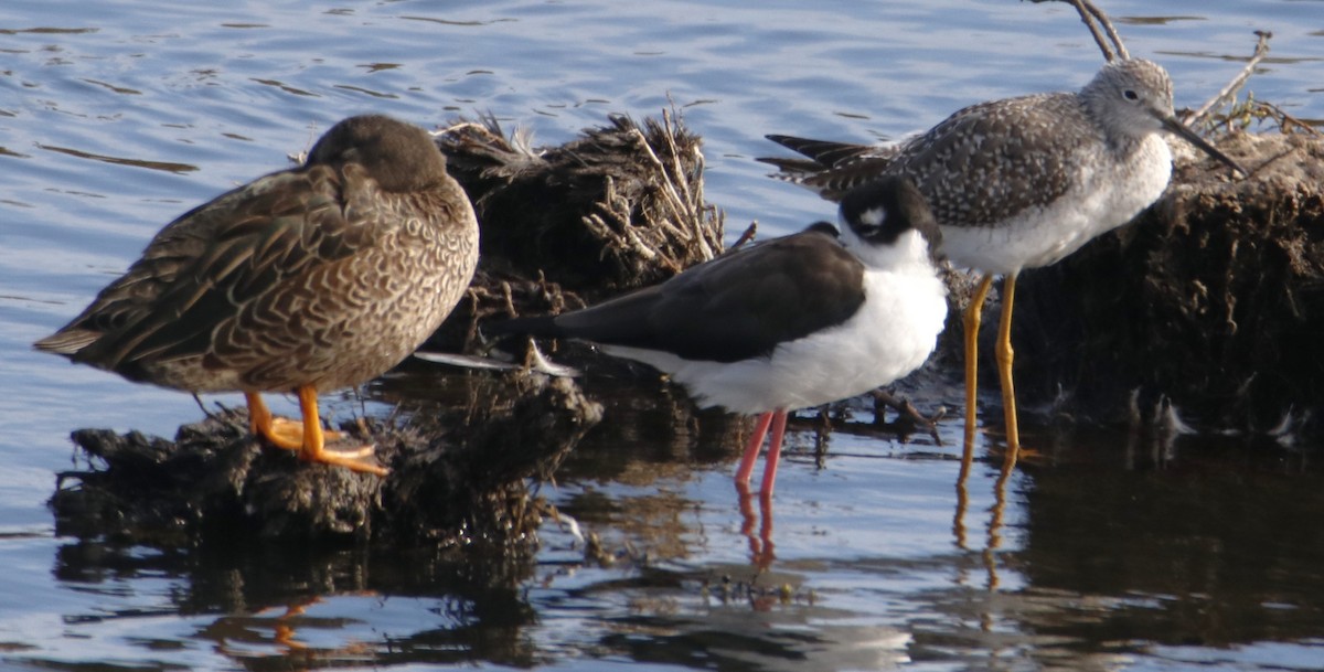Greater Yellowlegs - ML642442488