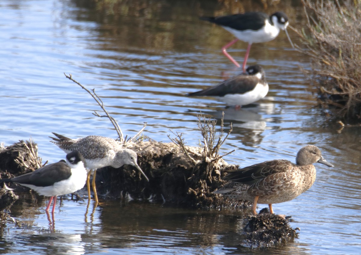 Black-necked Stilt - ML642442490