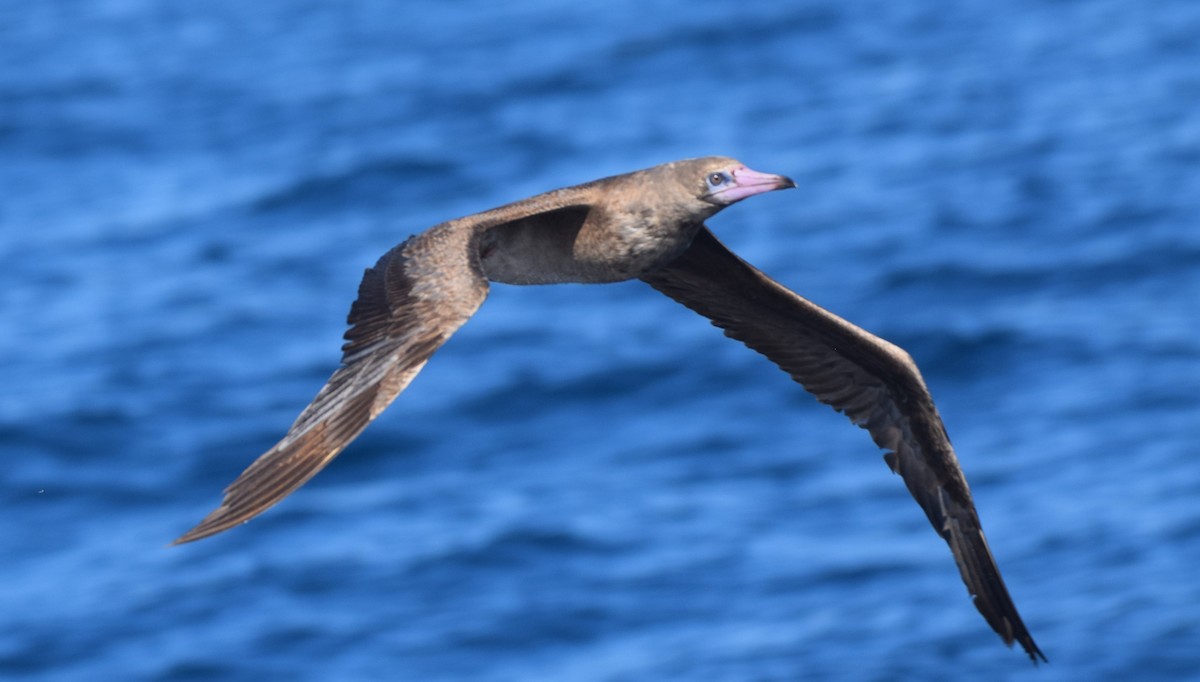 Red-footed Booby - ML642442497