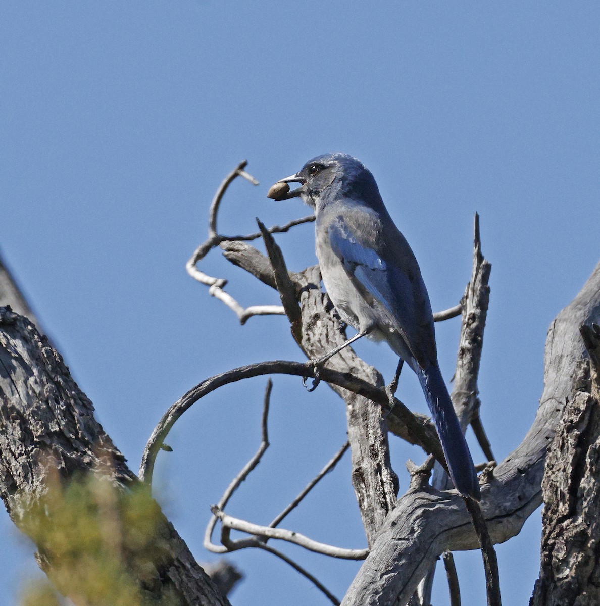 Woodhouse's Scrub-Jay - ML642442515