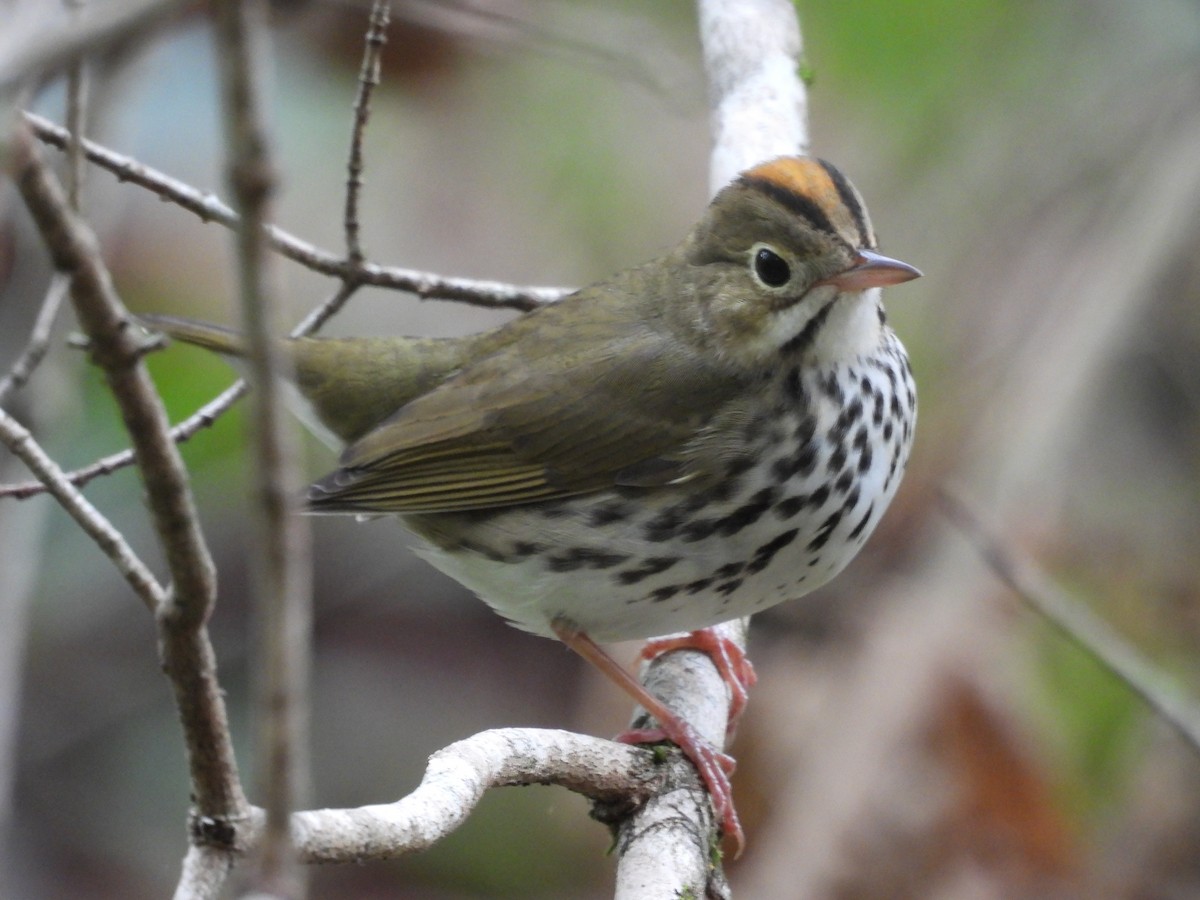 Ovenbird - ML642442535