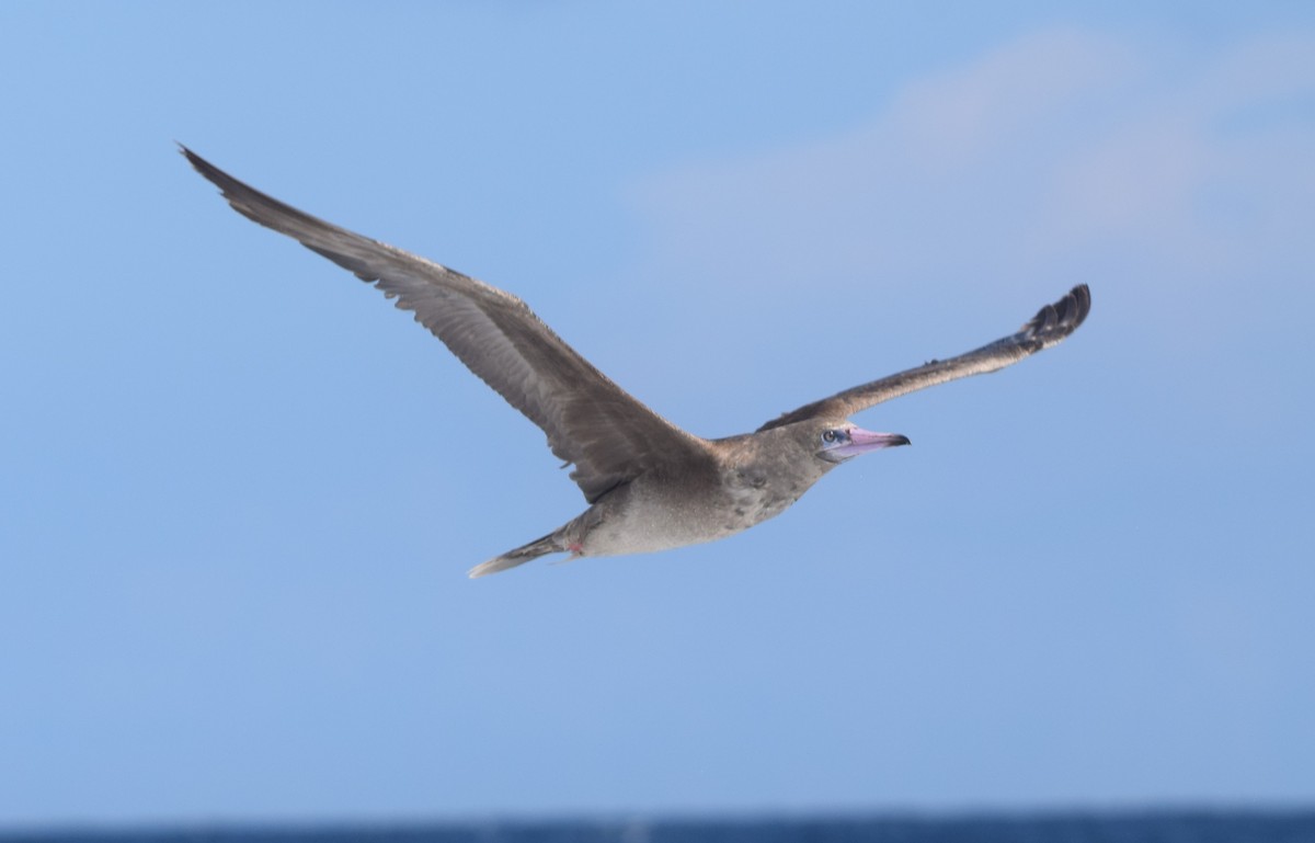 Red-footed Booby - ML642442573