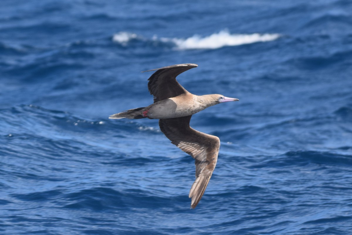 Red-footed Booby - ML642442574