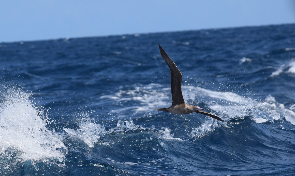 Red-footed Booby - ML642442575