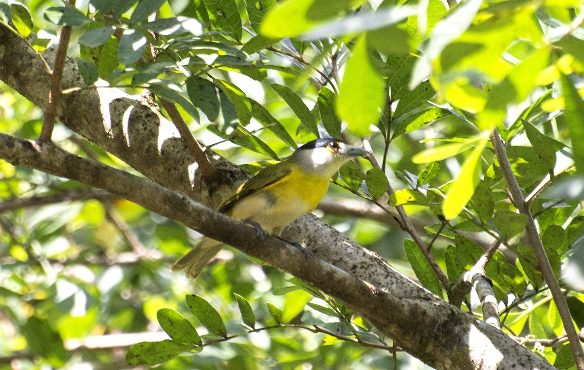 Green-backed Becard (Green-backed) - ML642442585
