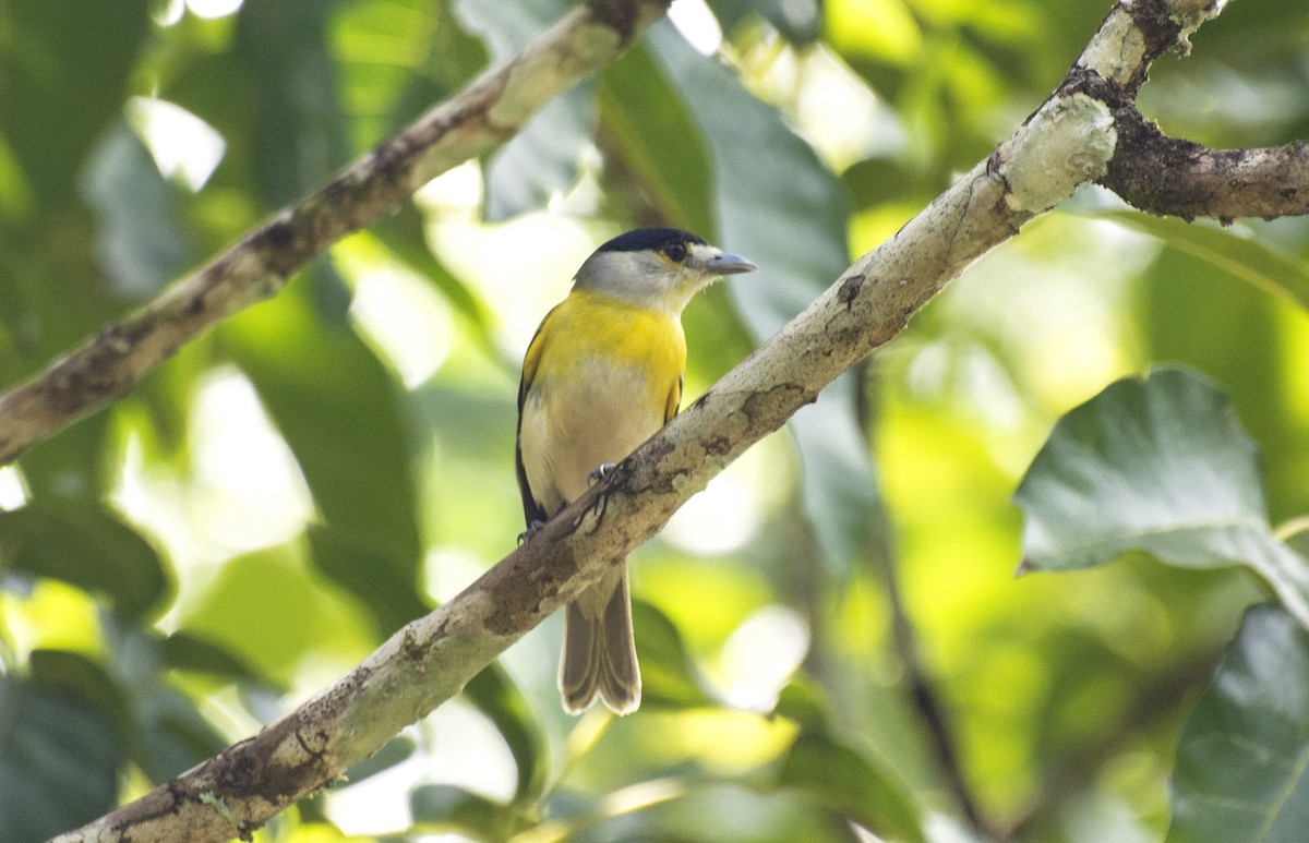 Green-backed Becard (Green-backed) - ML642442586