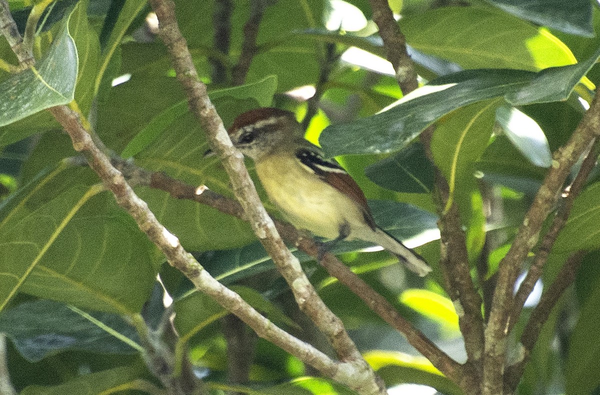 Rusty-winged Antwren - ML642442594