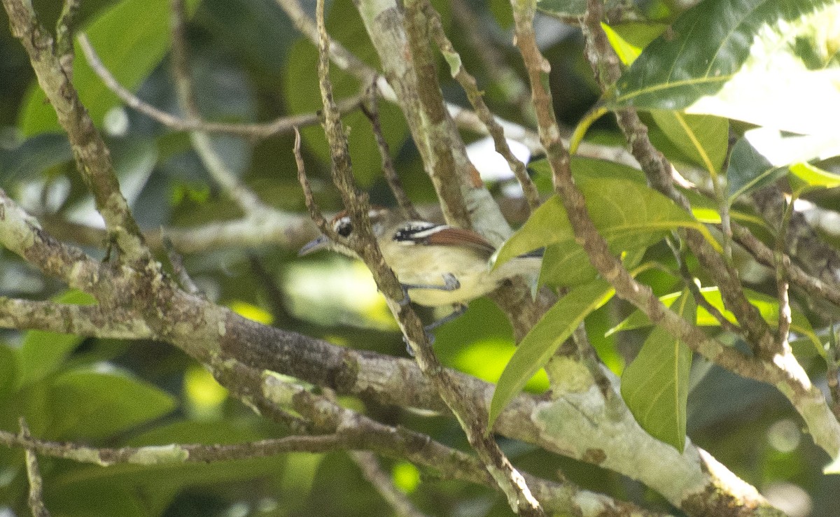 Rusty-winged Antwren - ML642442595