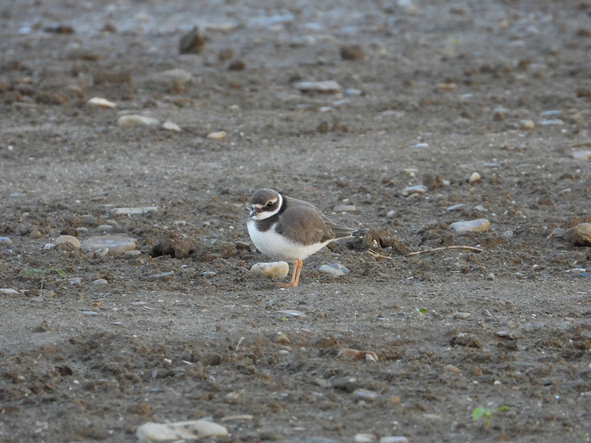 Common Ringed Plover - ML642442615