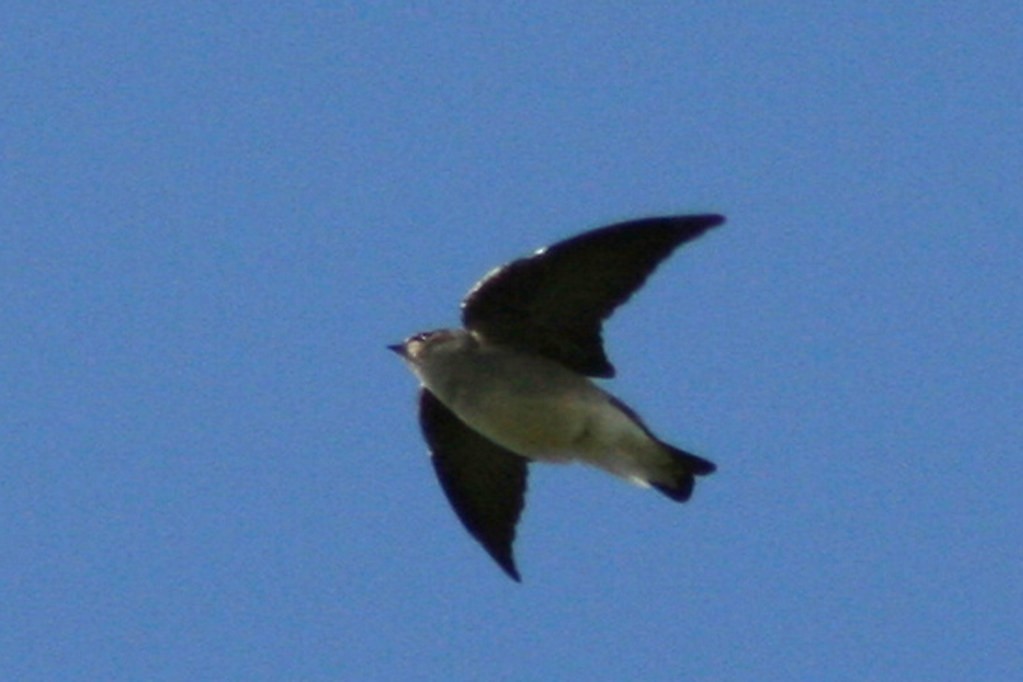 Graukehlschwalbe - ML642442618