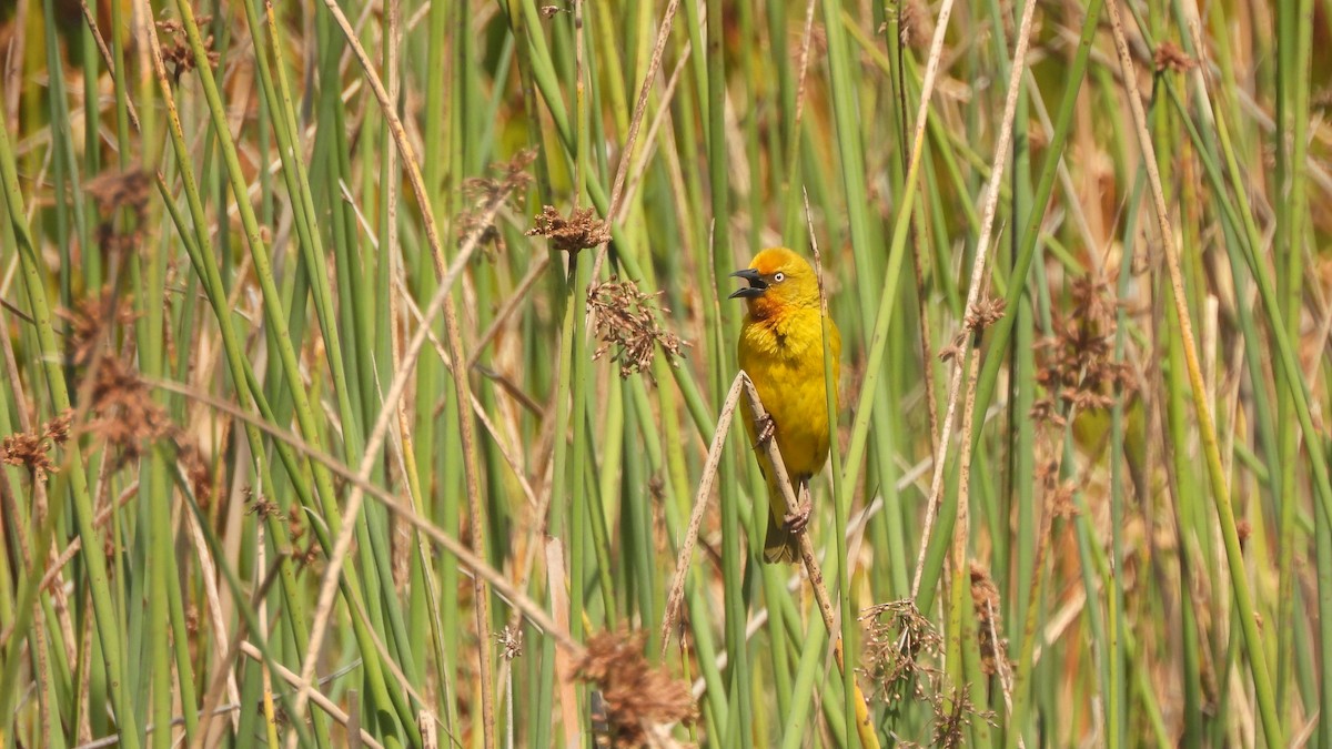 Cape Weaver - ML642442623