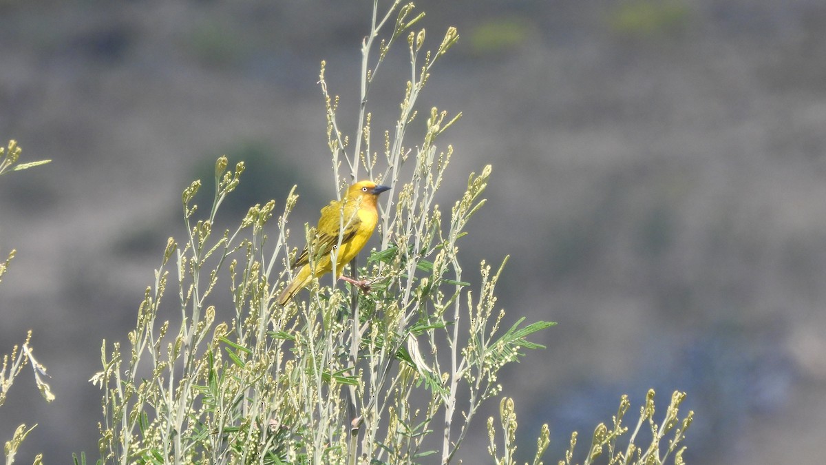 Cape Weaver - ML642442624