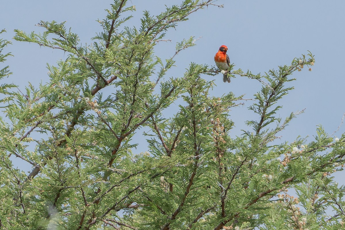 Anaplecte écarlate (leuconotos) - ML642442629