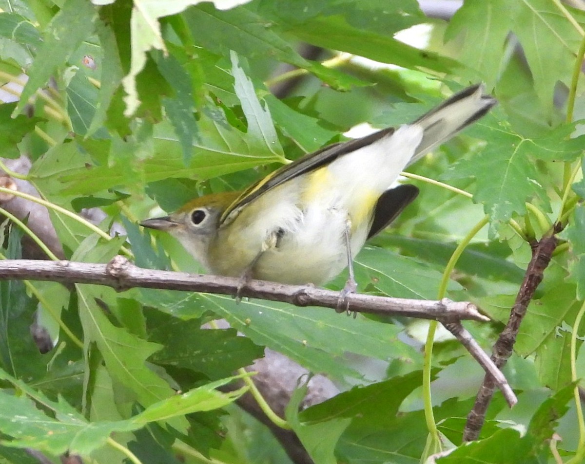 Chestnut-sided Warbler - ML642442633