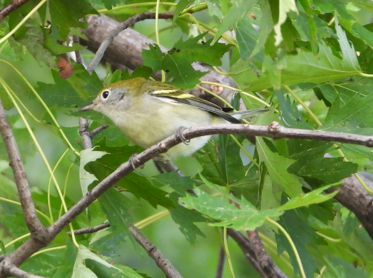 Chestnut-sided Warbler - ML642442641