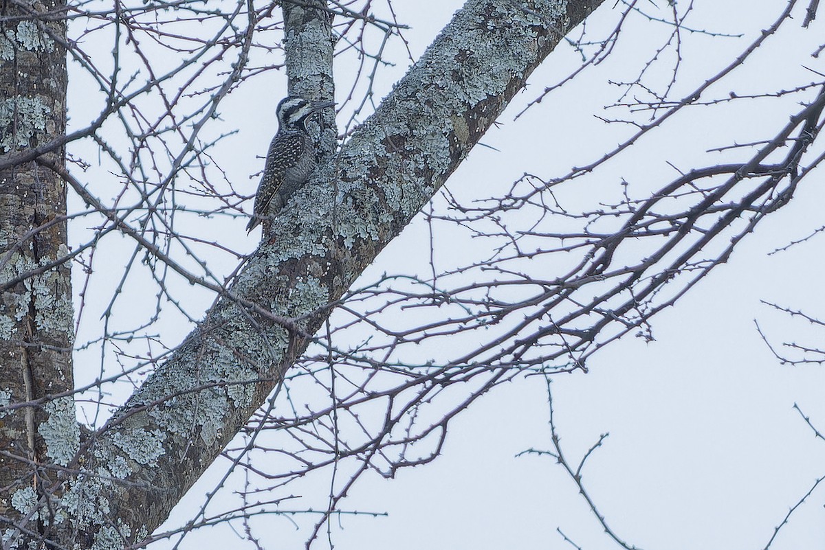 Bearded Woodpecker - ML642442646