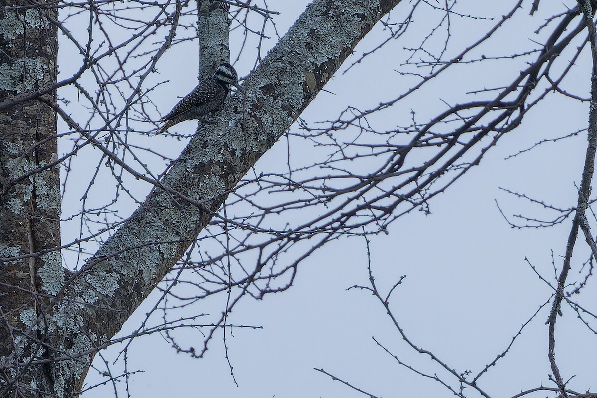 Bearded Woodpecker - ML642442648