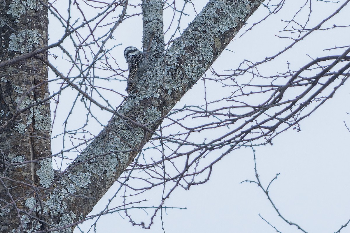 Bearded Woodpecker - ML642442649