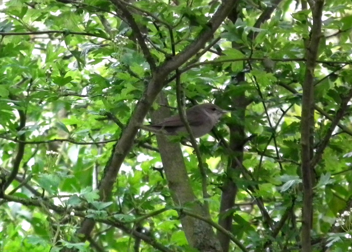 Бутны зэржгэнэ - ML642442674