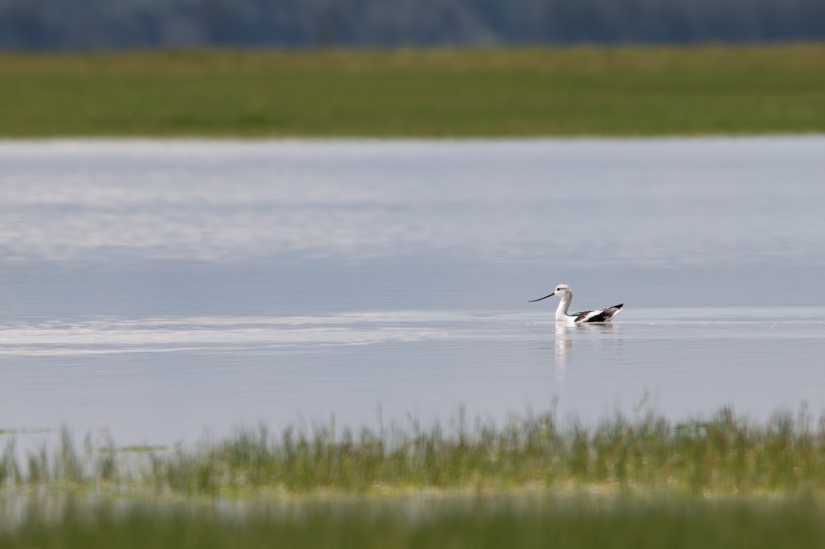 American Avocet - ML642442693