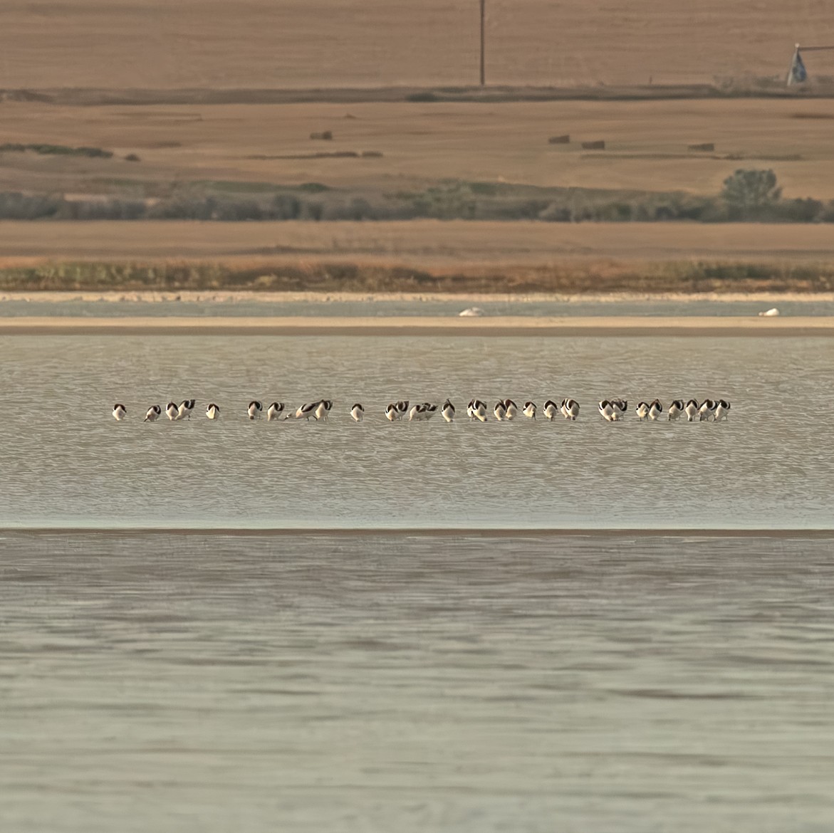 American Avocet - ML642442700