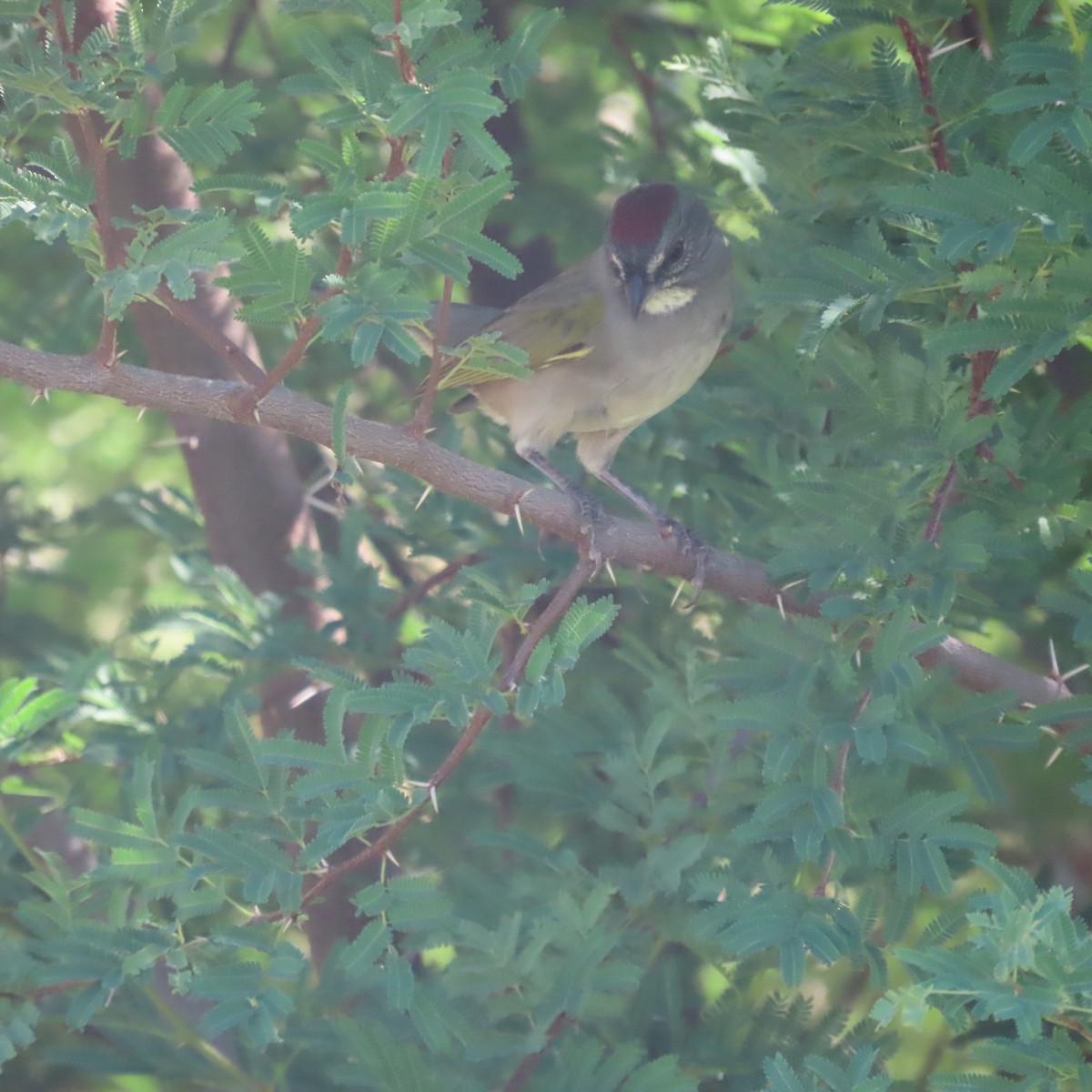 Green-tailed Towhee - ML642442799