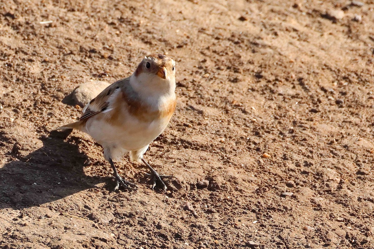 Цасч хөмрөг - ML642442856