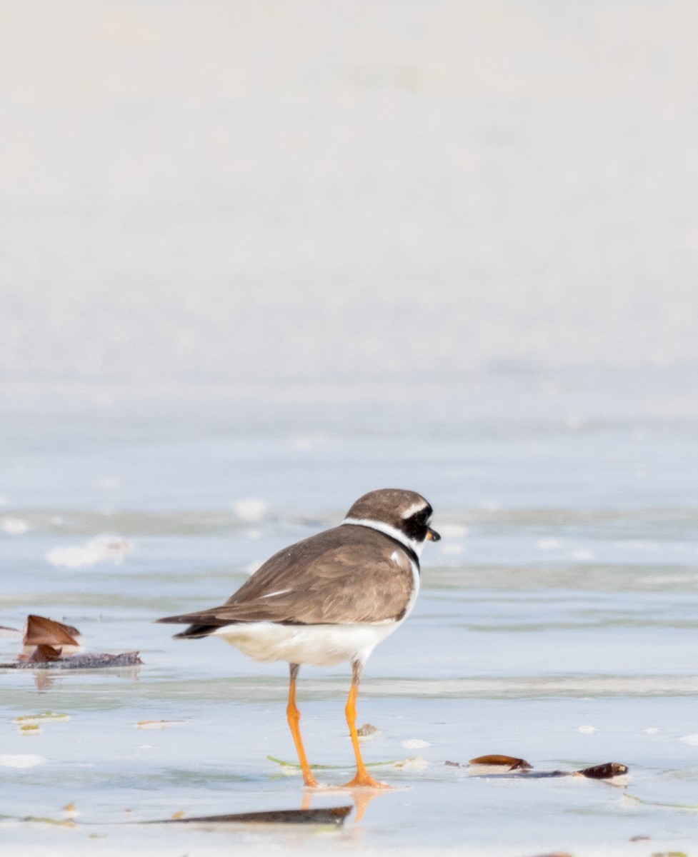 Common Ringed Plover - ML642442864