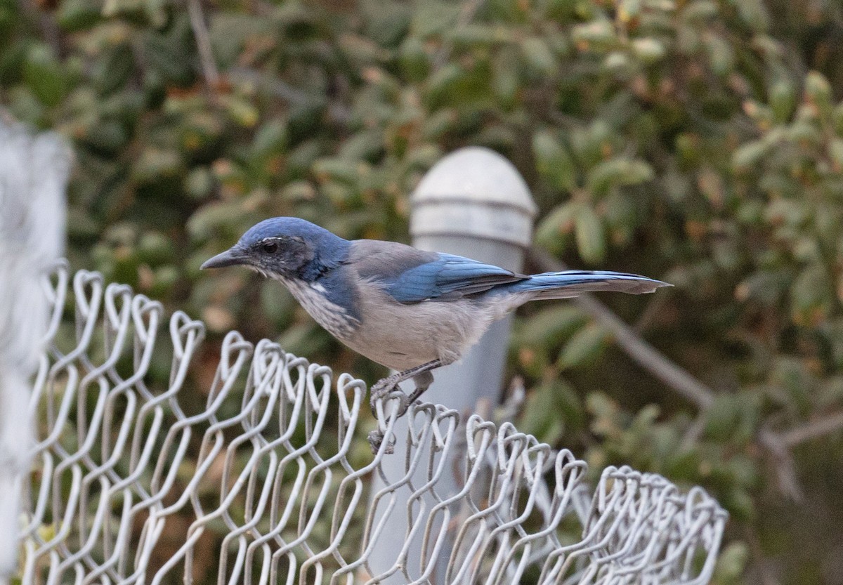 California Scrub-Jay - ML642442875