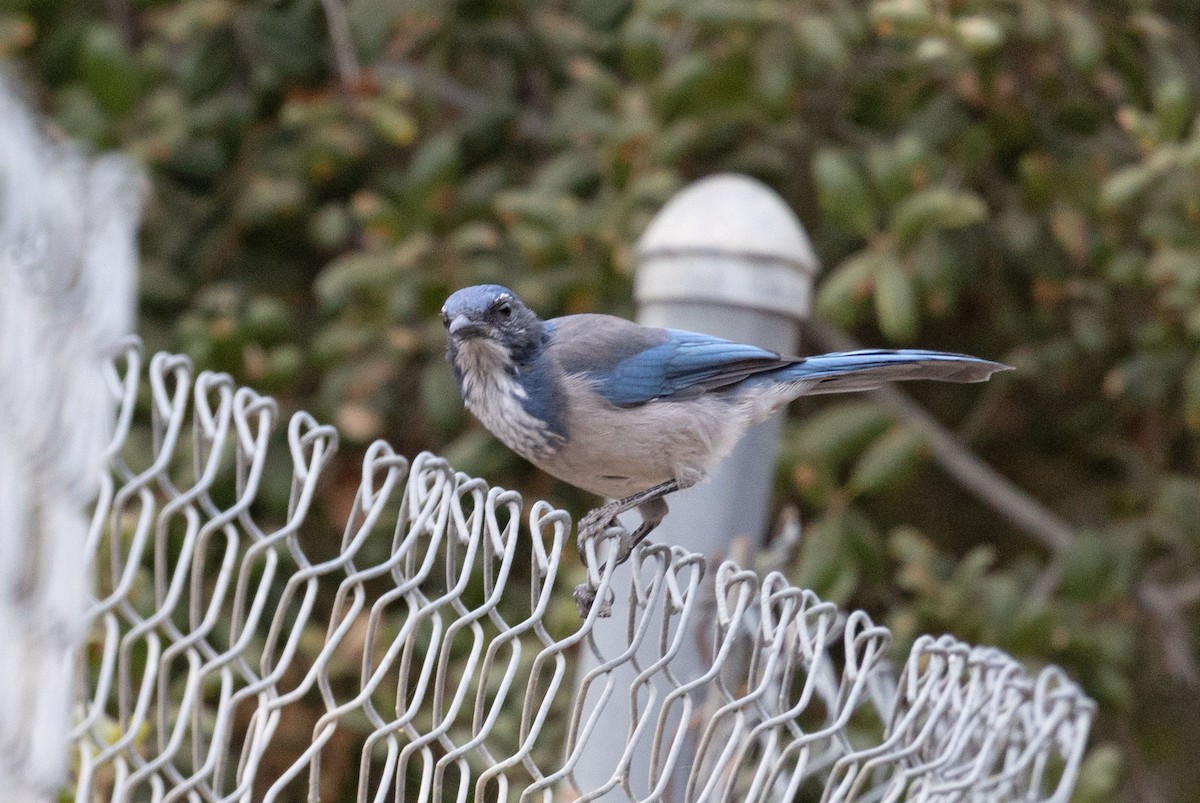 California Scrub-Jay - ML642442876