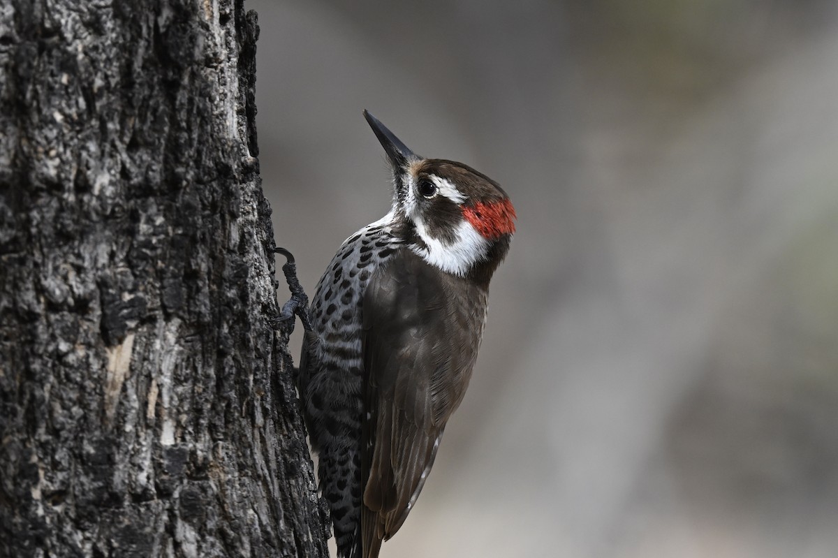 Arizona Woodpecker - ML642442878