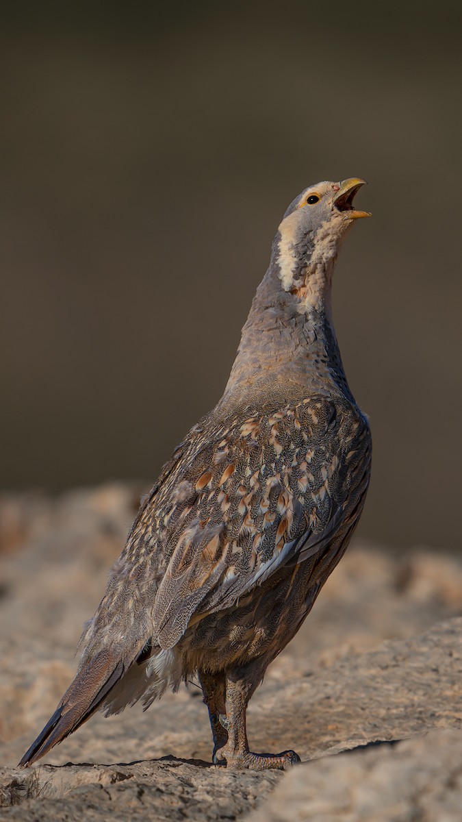 Caspian Snowcock - ML642442892