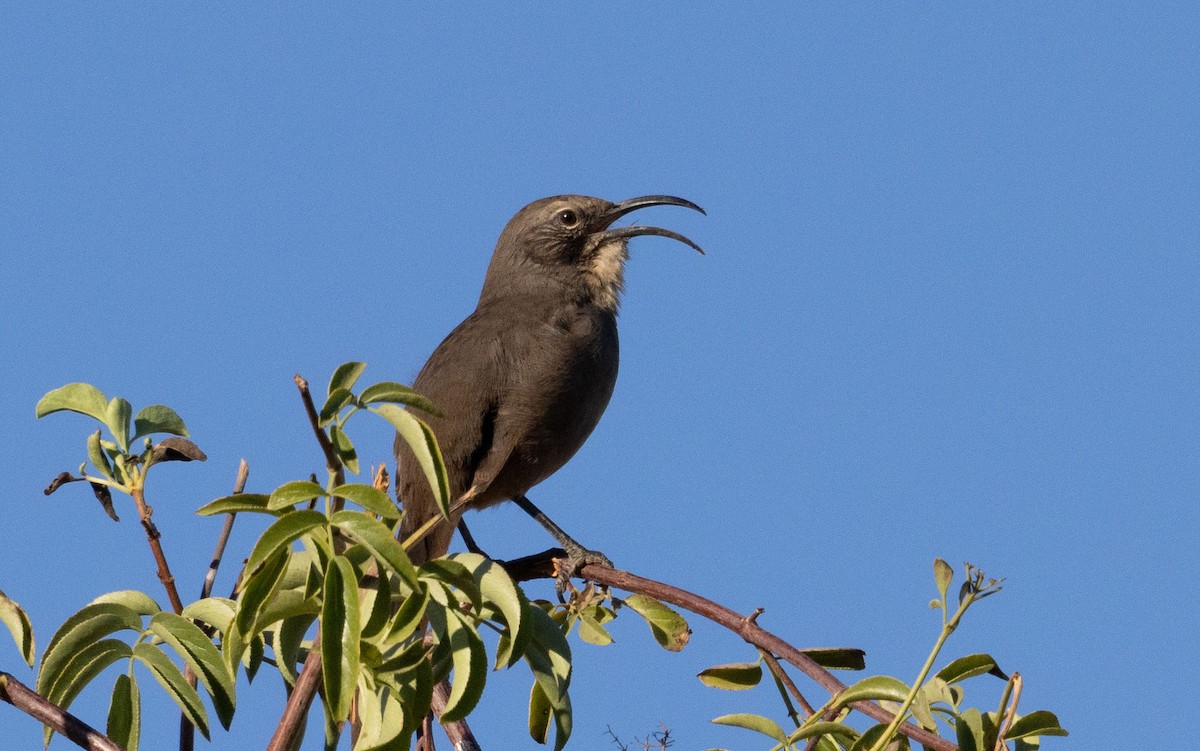 California Thrasher - ML642442894