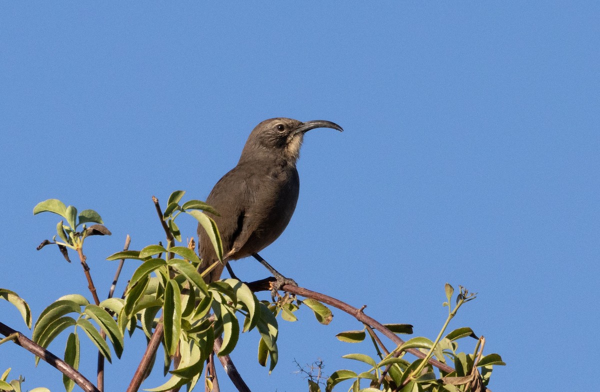 California Thrasher - ML642442895