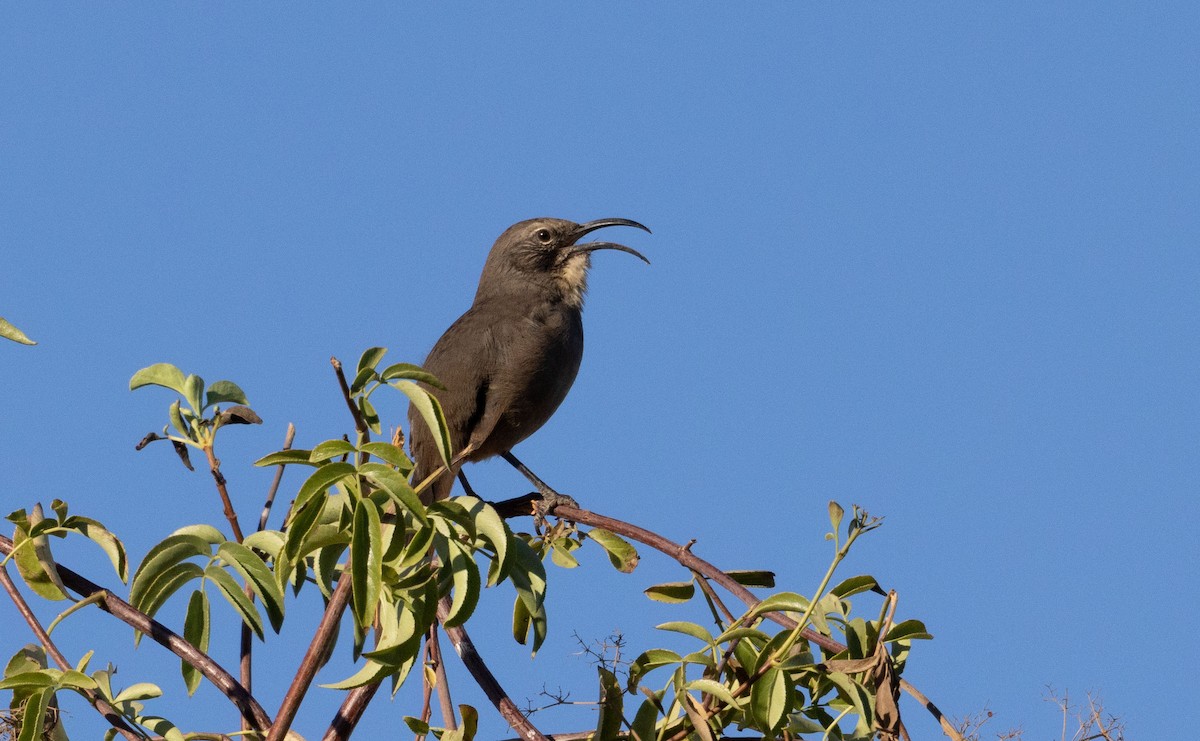 California Thrasher - ML642442896
