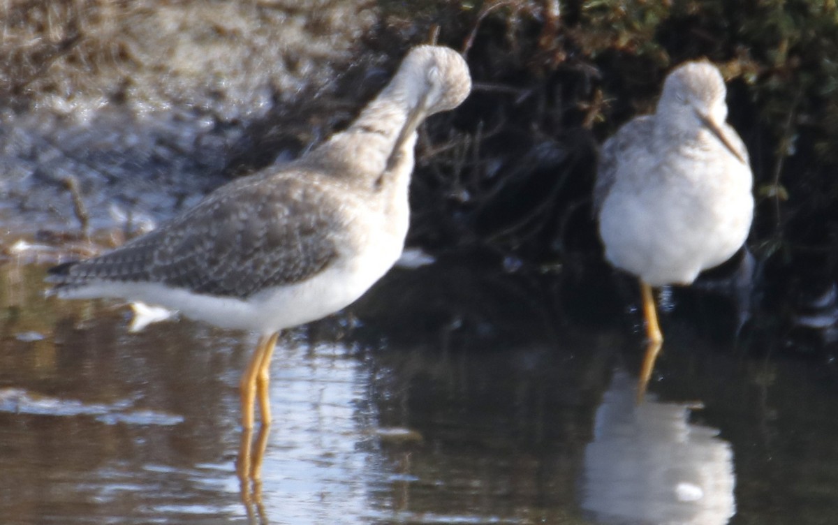 Greater Yellowlegs - ML642442903