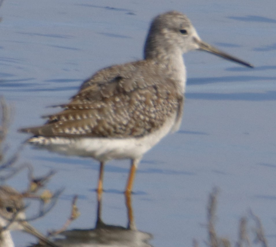 Greater Yellowlegs - ML642442904