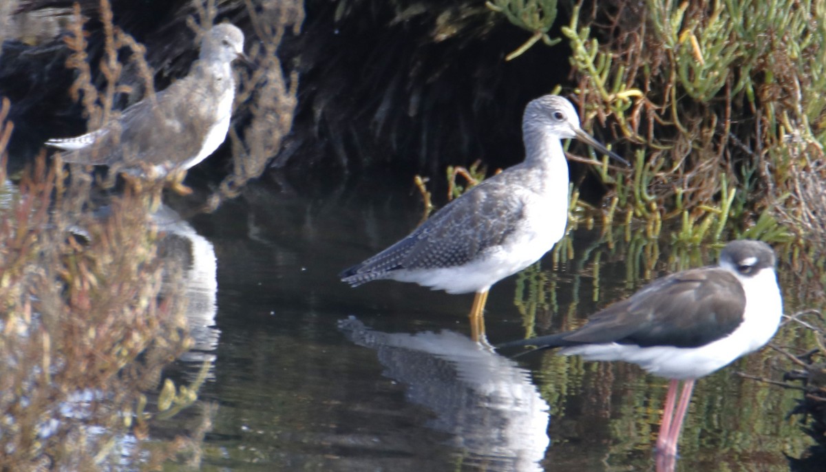 Greater Yellowlegs - ML642442905