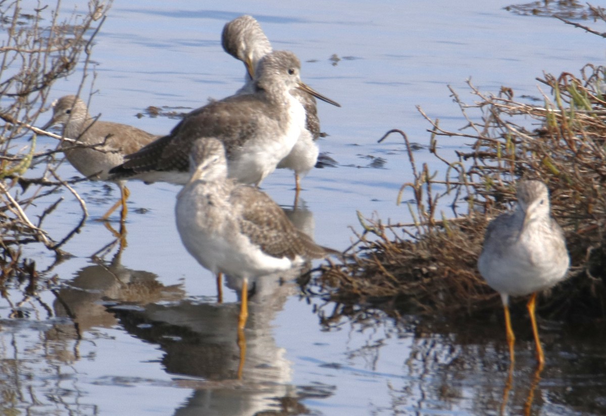 Greater Yellowlegs - ML642442906