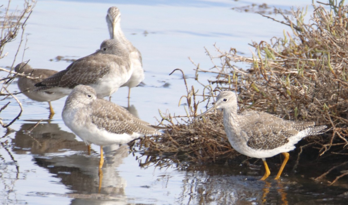 Greater Yellowlegs - ML642442908
