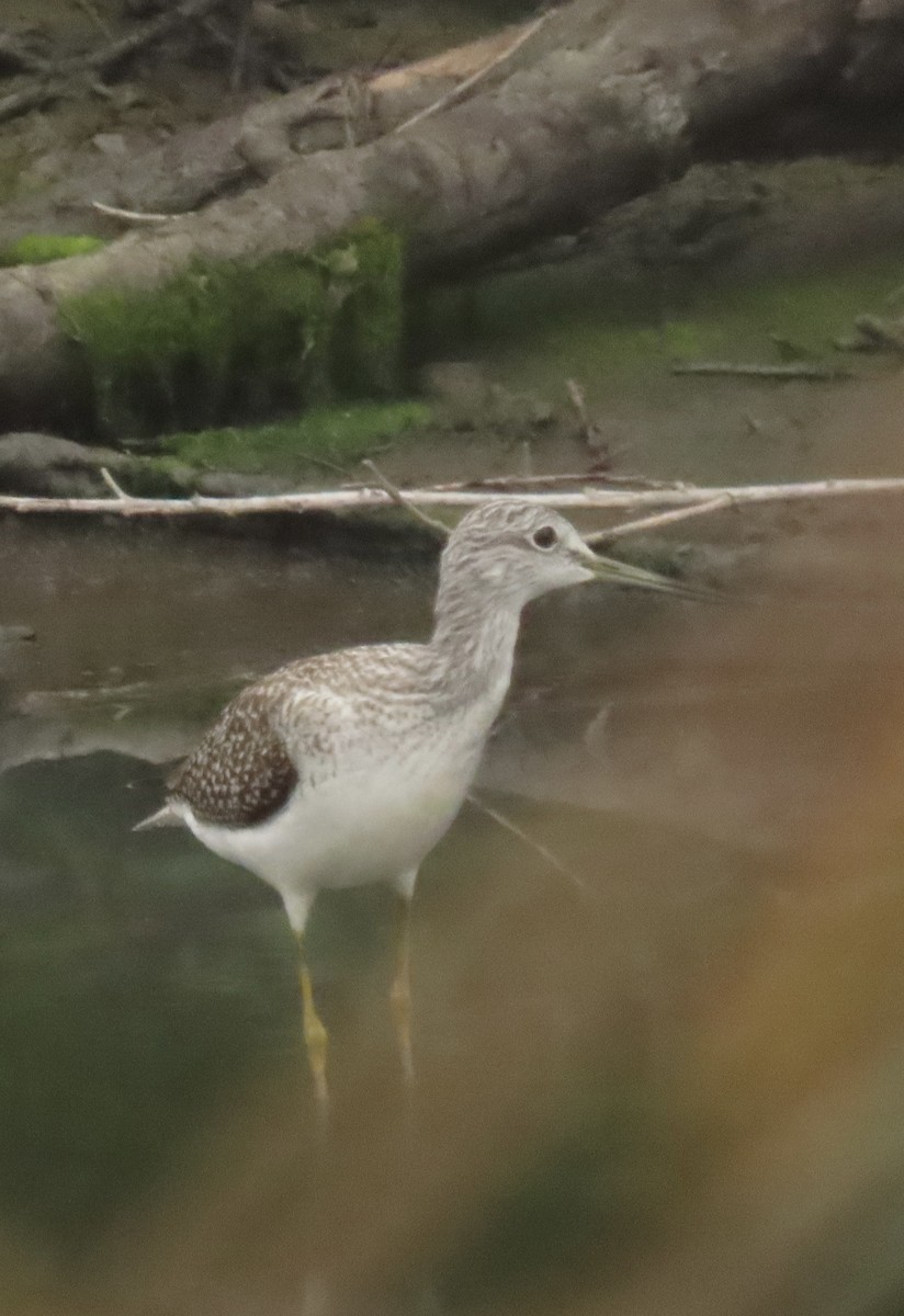 Greater Yellowlegs - ML642442923