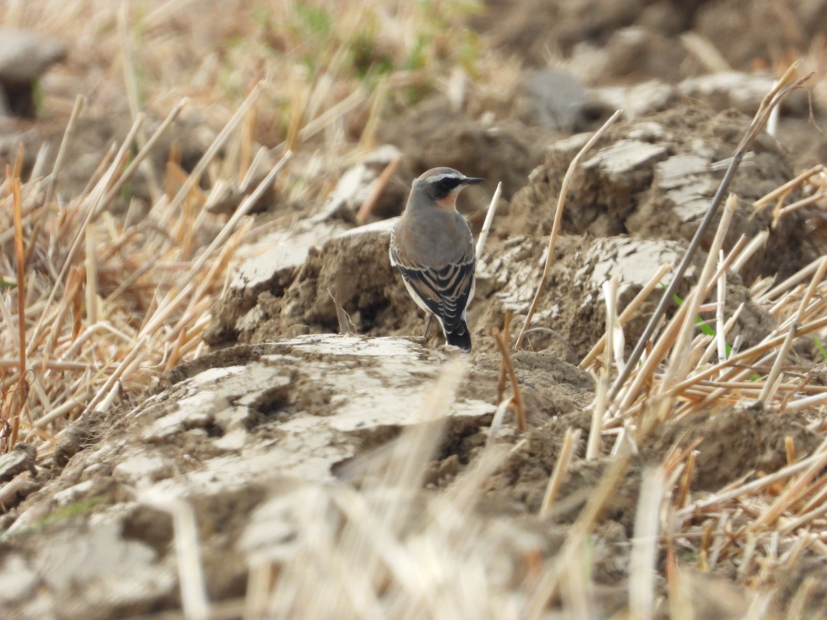 Northern Wheatear - ML642442924