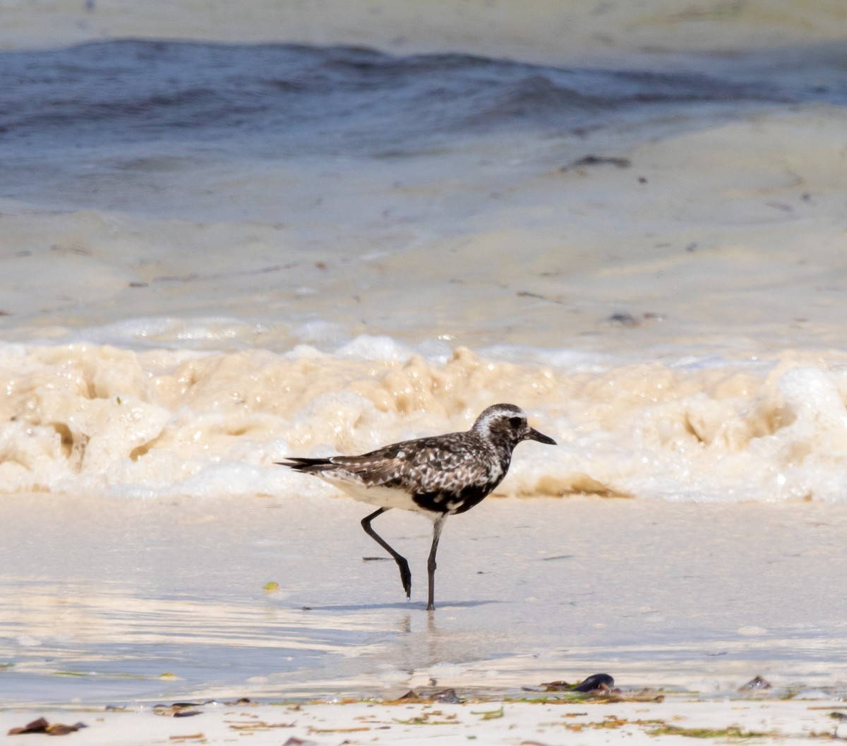 Black-bellied Plover - ML642442926