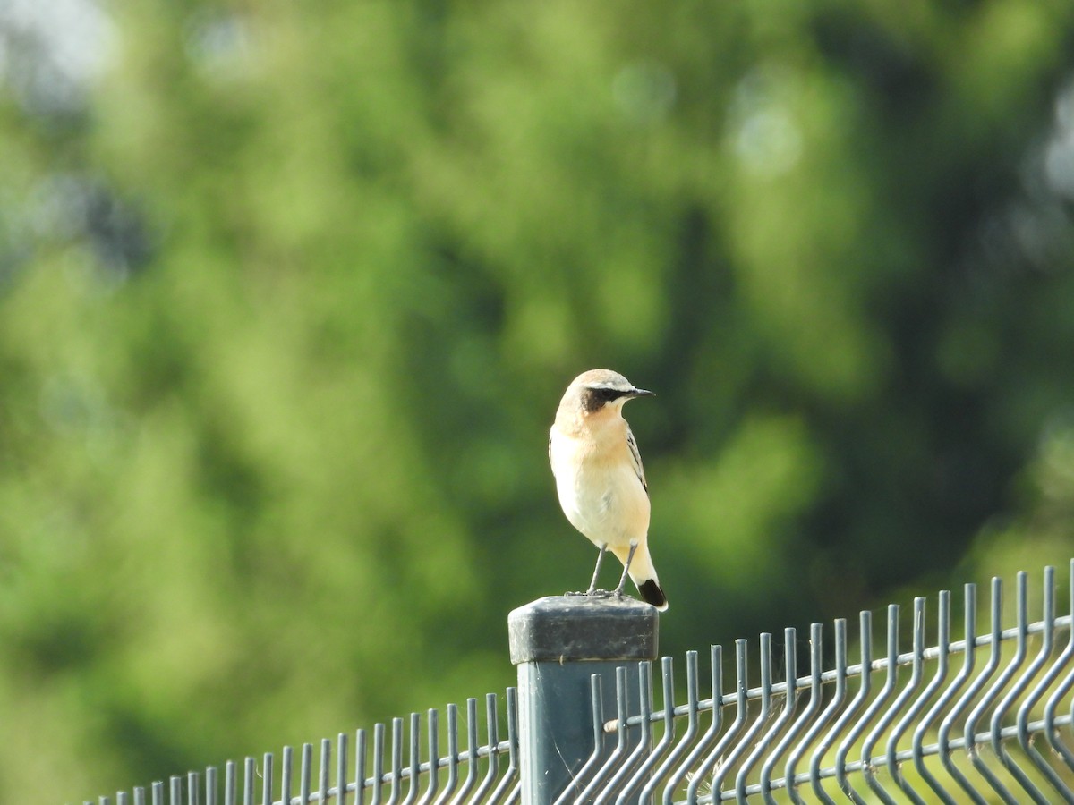 Northern Wheatear - ML642442933