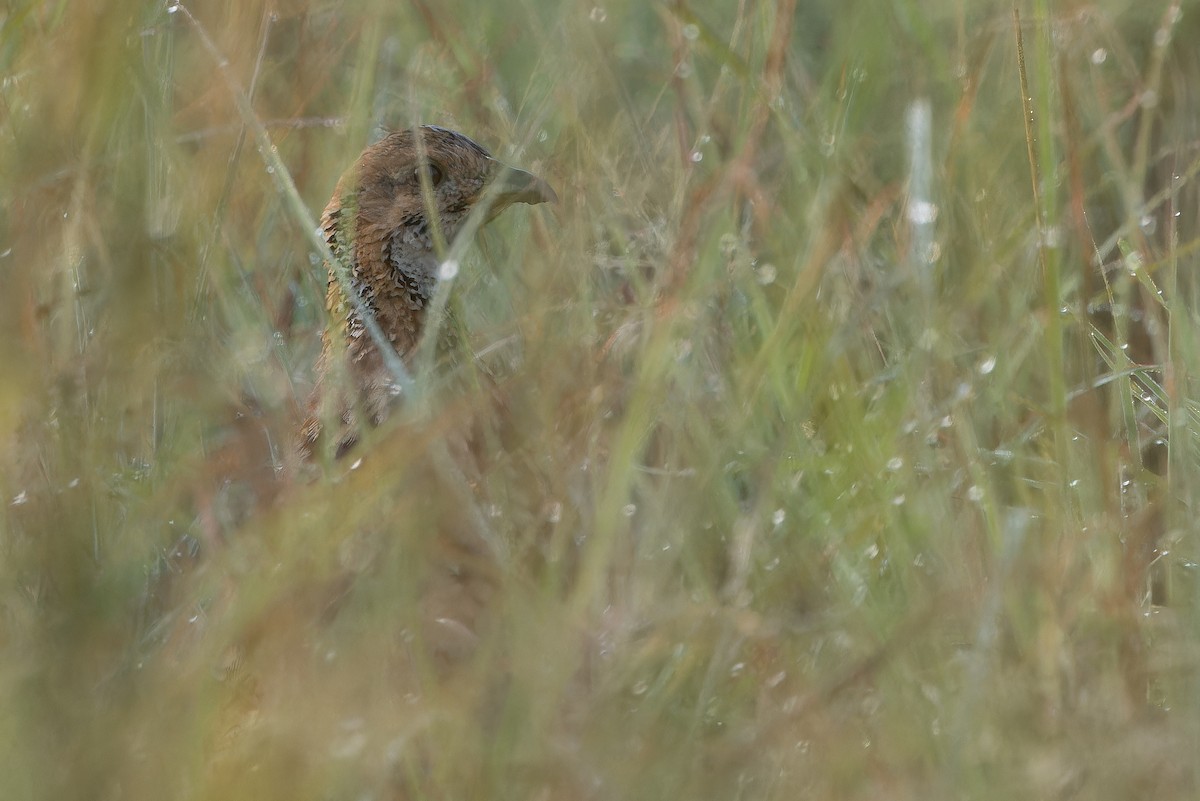 Orange River Francolin (Archer's) - ML642442935