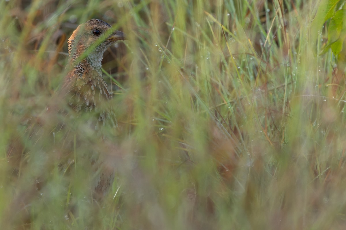 Orange River Francolin (Archer's) - ML642442937