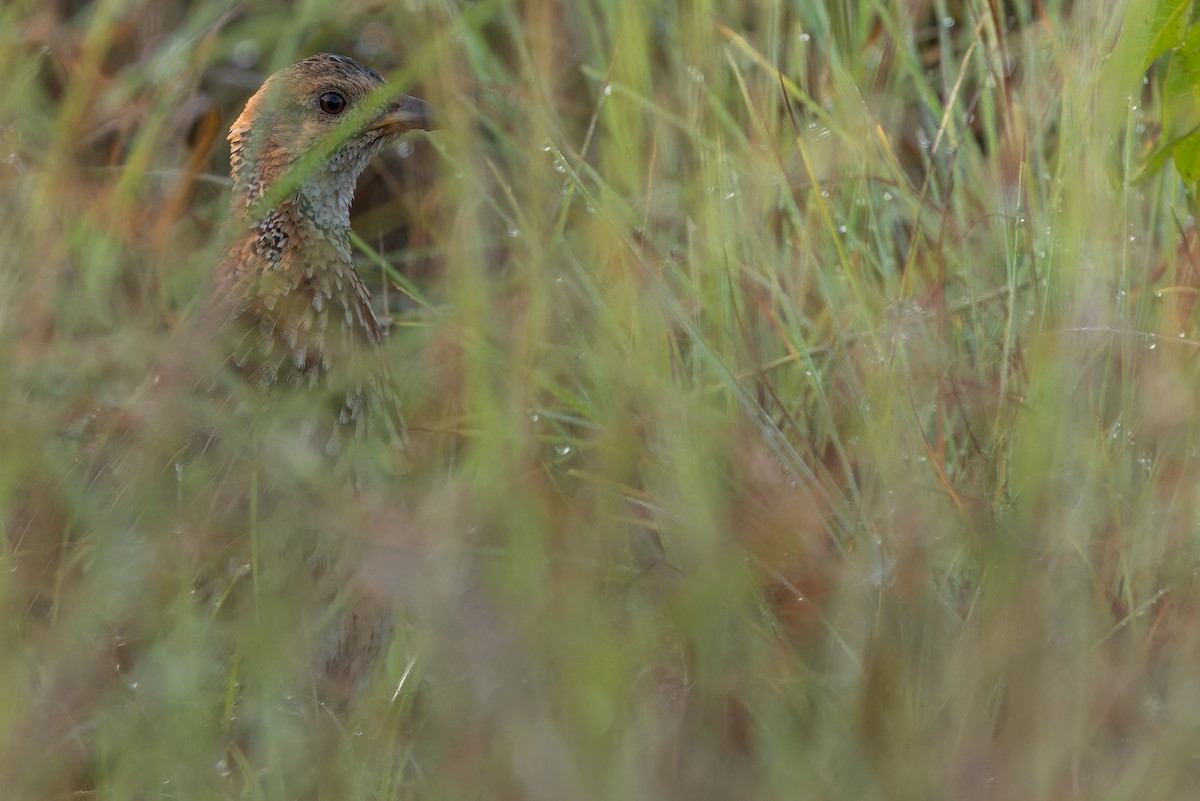 Orange River Francolin (Archer's) - ML642442938