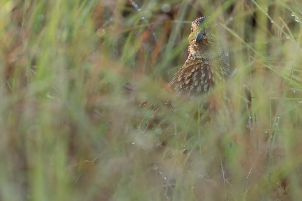 Orange River Francolin (Archer's) - ML642442939