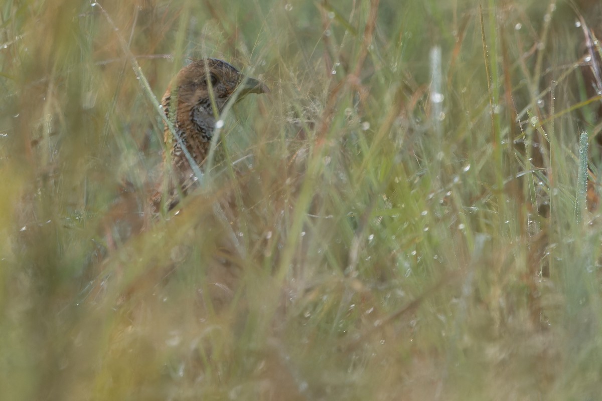 Orange River Francolin (Archer's) - ML642442940